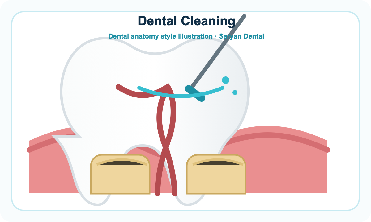 Dental anatomy illustration for Dental Cleaning at Saryan Dental in Glendale
